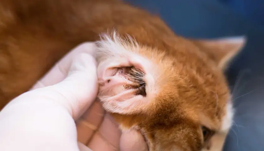 Tierarzt untersucht das Ohr einer Katze auf Ohrmilben. Dunkle Ablagerungen sind sichtbar.