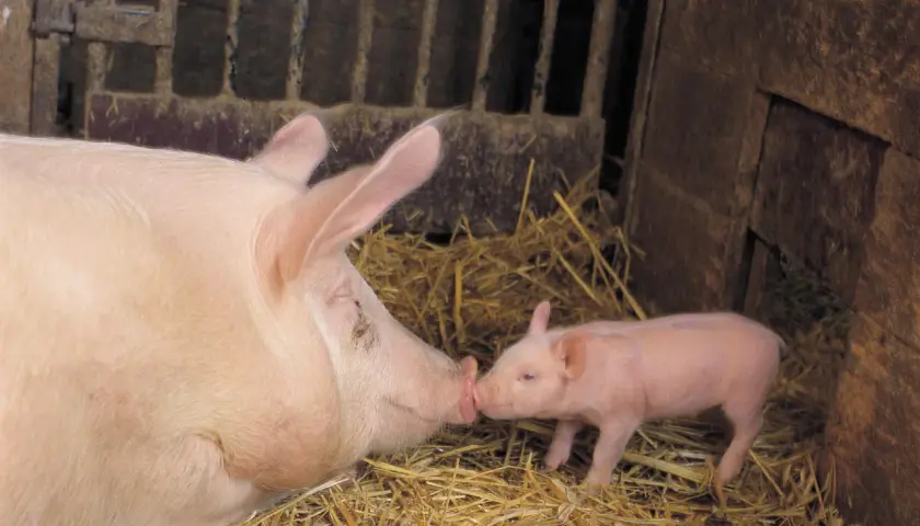 Une mère cochon et son petit se touchent le groin dans une porcherie. Une tendre image qui évoque la durée de vie d'un cochon, de sa naissance à sa maturité.