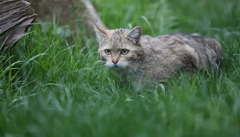 Eine scheue Wildkatze in Deutschland pirscht durch hohes Gras.
