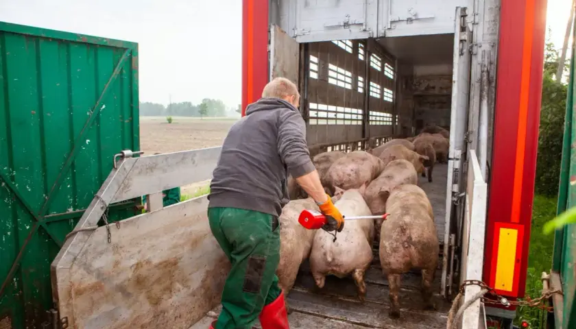 Rolnik kieruje stado świń do transportu. Wpływa to na ceny świń.