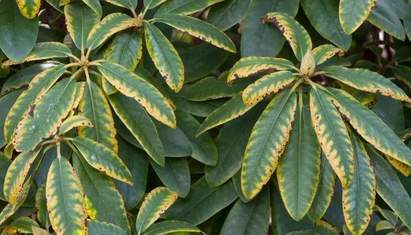 Gros plan sur des feuilles de rhododendron, certaines présentant des taches et des bordures jaunes, signe d'un besoin de nutriments.
