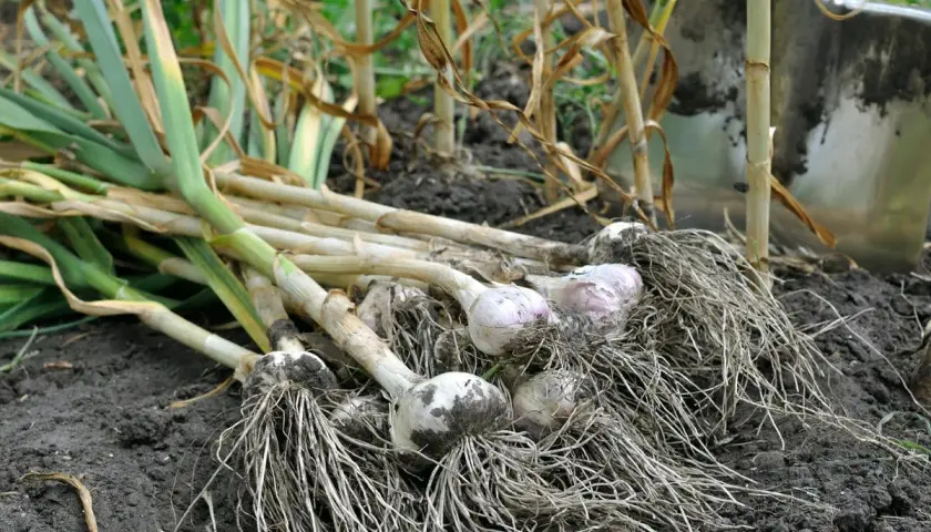 Frisch geernteter Knoblauch mit Wurzeln liegt im dunklen Erdreich. Die grünen Blätter sind welk, die Zwiebeln mit Erde bedeckt. Es ist Knoblauch Erntezeit.
