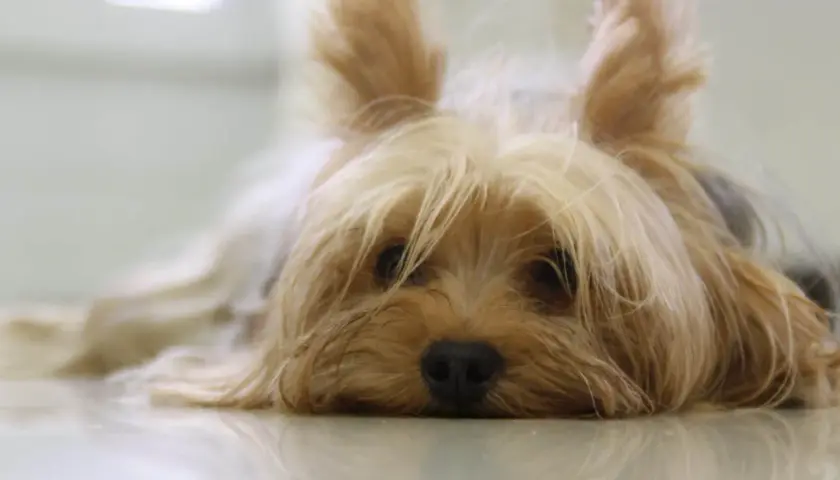 Adorable yorkshire terrier tumbado, perfecto para inspirar nombres.