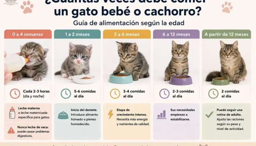Guía de alimentación para gatitos: qué comen los gatos bebés varía según su edad, desde leche materna hasta comida sólida.