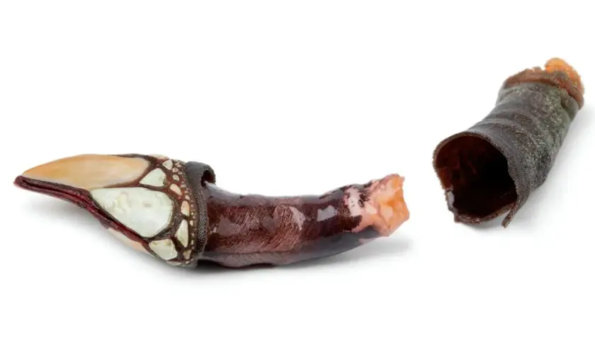 Dos percebes marisco, uno con su caparazón blanco y marrón, y otro con su pedúnculo oscuro y arrugado.
