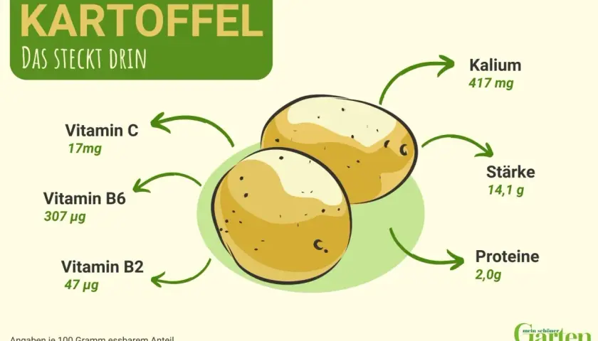 Kartoffel: Nährwerte pro 100g: Kalium 417mg, Stärke 14,1g, Proteine 2,0g, Vitamin C 17mg, B6 307µg, B2 47µg.