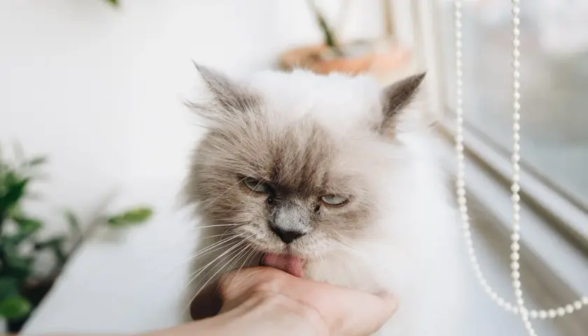 Puszysty kotek o imieniu Czaruś liże dłoń.