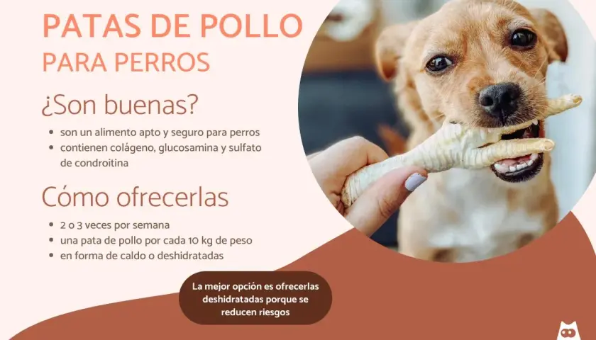 Un perro feliz muerde una pata de pollo. Las patas de pollo son un snack saludable y seguro para perros, rico en colágeno.