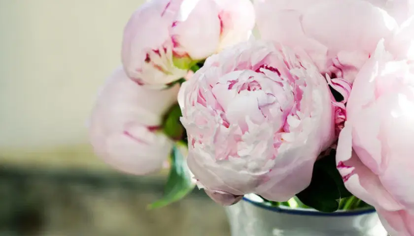En bukett med mjuka, ljusrosa pioner i en vit vas. De fluffiga blommorna är i full blom och skapar en romantisk känsla.
