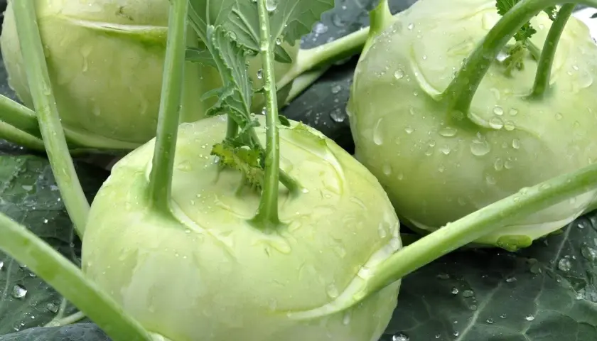 Choux-raves frais et humides, parfaits pour une recette de chou rave.