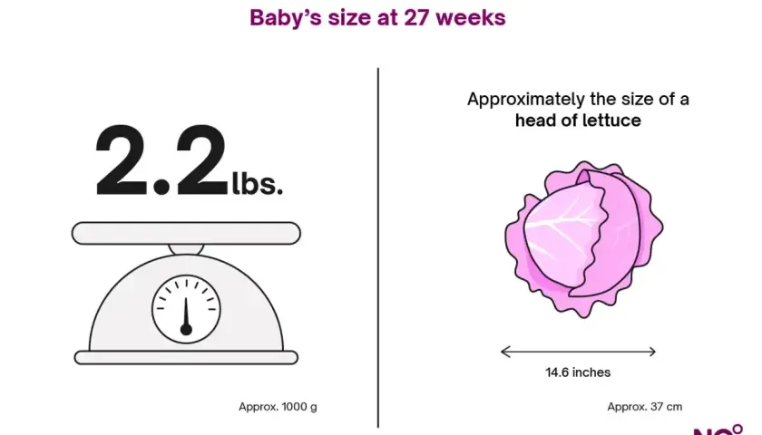 Waga dziecka w 27 tygodniu ciąży to 2,2 funta (ok. 1000 g), wielkości główki sałaty o długości 14,6 cala (ok. 37 cm).