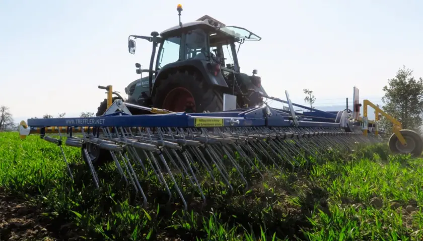 Traktor mit einer Egge im Einsatz, um das Getreide zu hacken und Unkraut zu entfernen.
