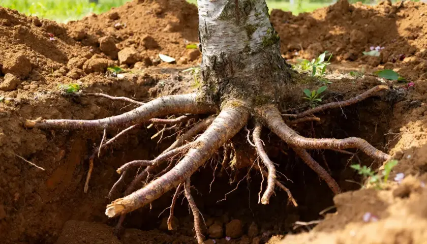 Gros plan sur les racines d'un jeune cerisier, prêt pour sa plantation. La distance entre la plantation et la maison est encore à définir.
