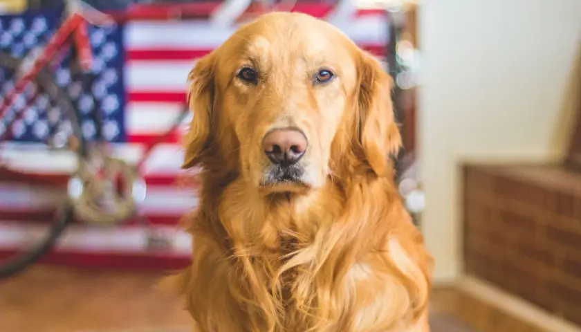 Ile żyje golden retriever? Sekrety długowieczności i zdrowia psa