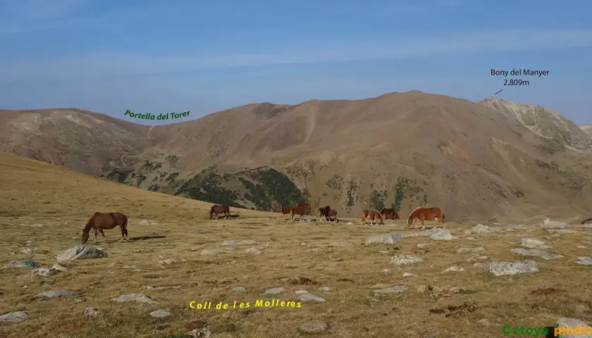 Caballos pastando en un prado rocoso con montañas al fondo, incluyendo el Bony del Manyer. Los **puig pedros** se alzan majestuosos.