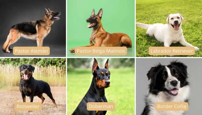 Seis razas de perros: Pastor Alemán, Pastor Belga Malinois (ideal como perro policía), Labrador, Rottweiler, Doberman y Border Collie.