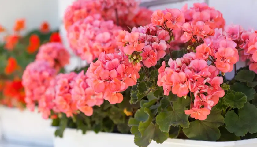 Kaskada różowych kwiatów geranium w białej skrzynce, tworząca barwną ozdobę.