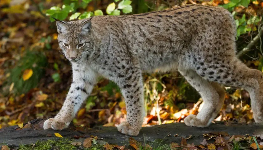 Ein Luchs schleicht durch den Herbstwald. Wie viele Luchse gibt es in Deutschland?