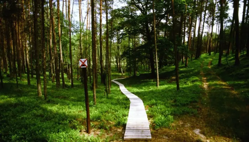 Ścieżka przez las, gdzie są Bory Tucholskie. Drewniany pomost wije się wśród drzew, a znak zakazu jazdy rowerem przypomina o spokoju tego miejsca.