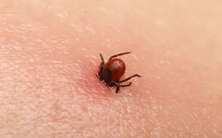 Objawy kleszczowego zapalenia opon mózgowych - nie przegap ich!