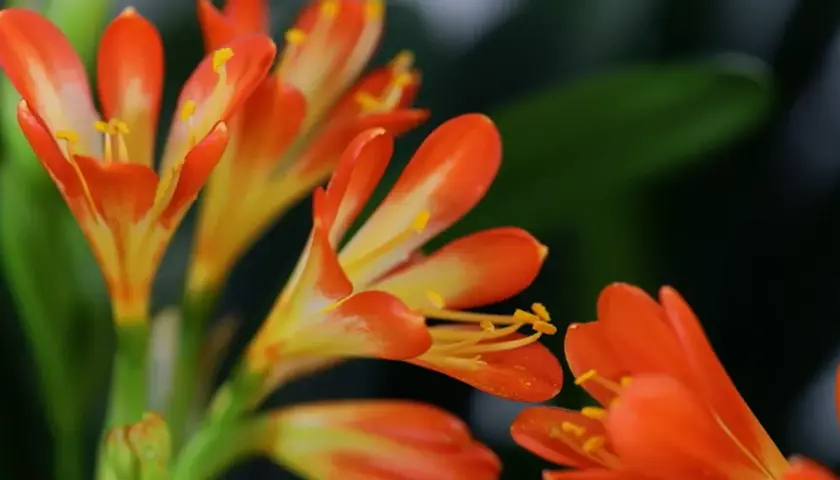 Fiori arancioni e gialli di una pianta clivia, con petali che si aprono verso l'esterno e stami dorati.