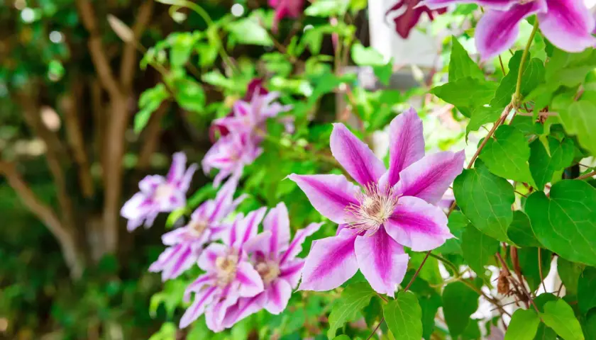 Vackra klematis sorter med lila och rosa blommor klättrar i en trädgård.