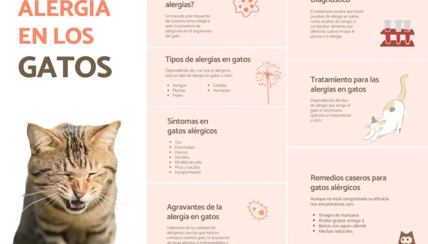 Gato estornudando, con información sobre alergia a los gatos, síntomas como ronchas, y remedios.