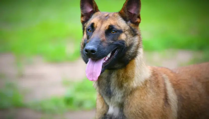 Un perro pastor belga malinois, con su lengua rosada afuera, parece responder a la pregunta: cual es el perro mas inteligente.