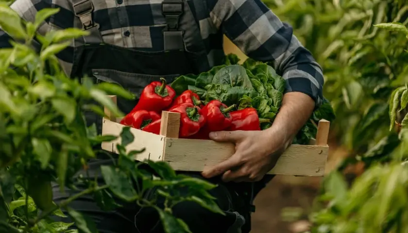 Un agriculteur récolte des poivrons rouges et des légumes verts dans une caisse en bois, au milieu d'une poivron plante luxuriante.