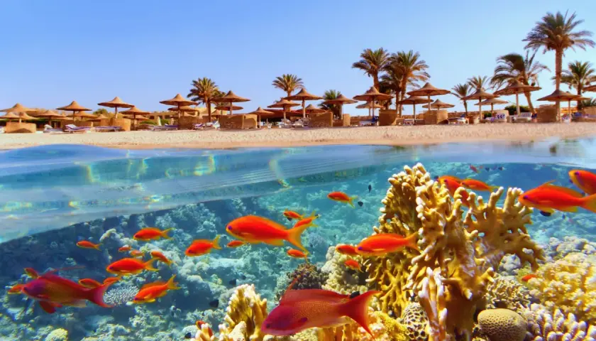 Piękna plaża z palmami i parasolami nad koralowym rajem w Marsa Alam. Rafa koralowa tętni życiem, pełna kolorowych ryb.