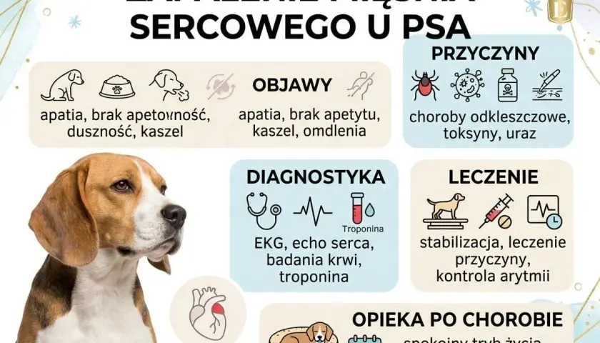 Beagle z objawami zapalenia mięśnia sercowego u psa: apatia, duszność, kaszel. Informacje o przyczynach, diagnostyce i leczeniu.