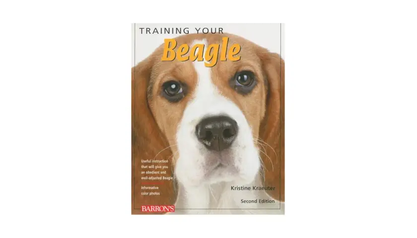Tresura beagle'a: Skuteczny poradnik krok po kroku. Koniec z ucieczkami!