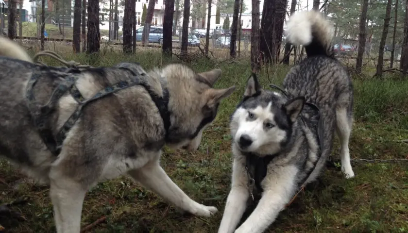 Dwa alaskan malamuty w uprzęży, jeden kładzie się, drugi stoi.