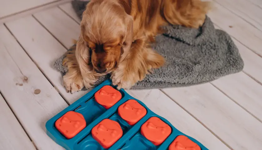 Ein Cocker Spaniel liegt vor einem Intelligenzspielzeug, bereit für das Hunde Kopftraining.