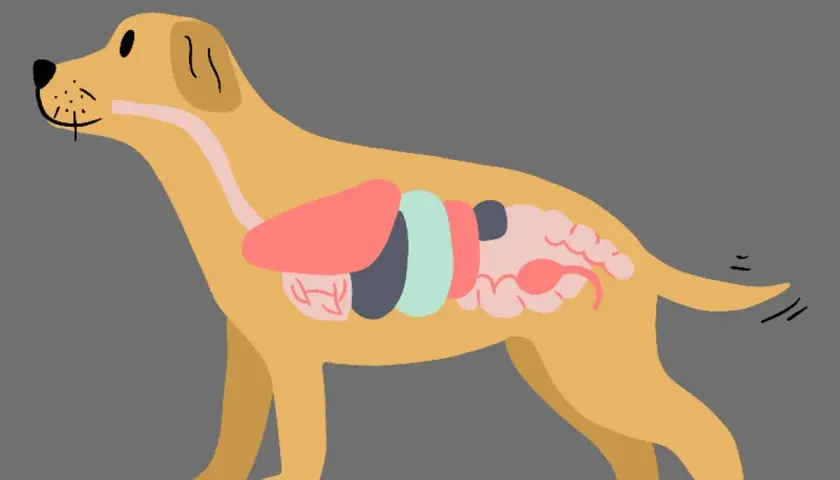 Ilustracja przedstawia przekrój przez psa, ukazując jego wewnętrzne organy. Widoczna jest anatomia psa organy, w tym wątroba, żołądek i jelita.