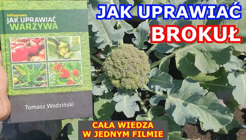 Jak uprawiać brokuły: kluczowe wskazówki dla udanej uprawy