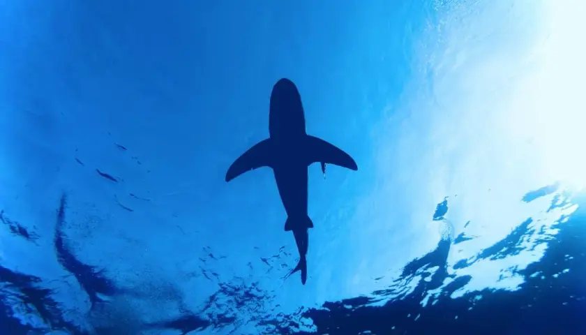 Cień rekina na tle błękitnego oceanu, widok z dołu.