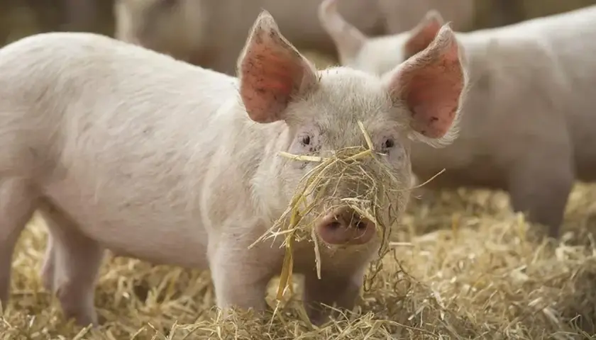 Un jeune porc rose avec de la paille sur le museau, dans un champ.