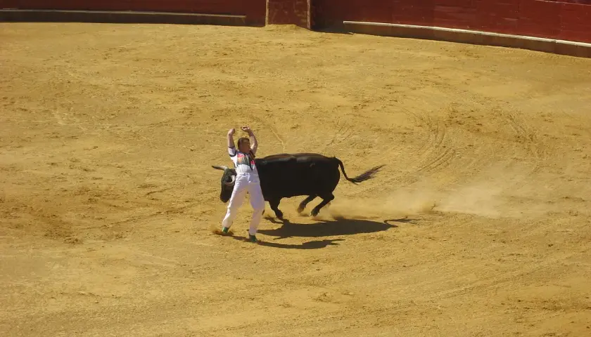Un recortador, uno de los nombres de recortadores de toros, se enfrenta a un toro bravo en la arena.