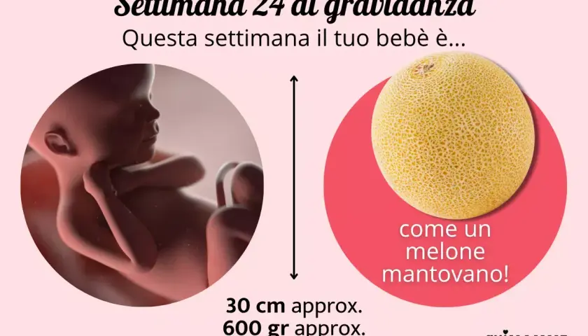 Feto di 24 settimane, grande come un melone mantovano, lungo circa 30 cm e pesante 600 gr.