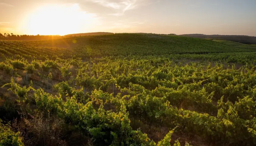 Vignoble verdoyant au coucher du soleil dans le district de Lisbonne, les vignes s'étendent à perte de vue sous un ciel doré.