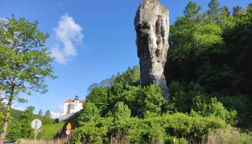 Maczuga Herkulesa, skalny olbrzym, stoi dumnie obok zamku na wzgórzu. Gdzie jest Maczuga Herkulesa? W Ojcowskim Parku Narodowym.
