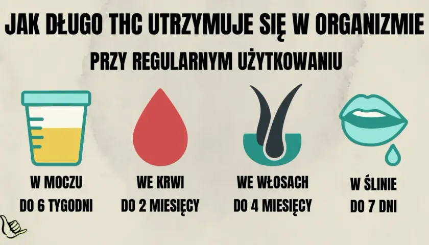 Jak długo THC utrzymuje się w organizmie przy regularnym używaniu? W moczu do 6 tygodni, we krwi do 2 miesięcy, we włosach do 4 miesięcy, w ślinie do 7 dni.