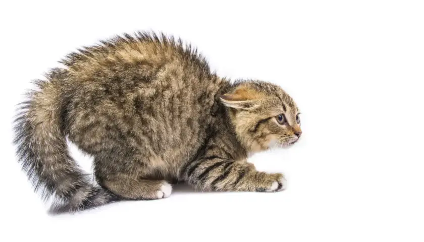 Un chaton craintif, le poil hérissé, montre les défis pour apprendre comment socialiser un chat craintif.