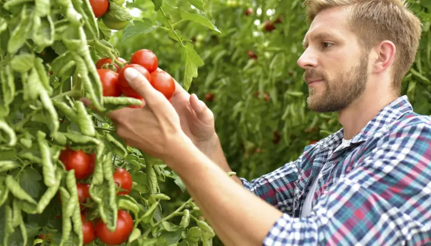 Mann erntet reife Tomaten. Manche mögen sie süß, doch diese hier schmecken sauer.