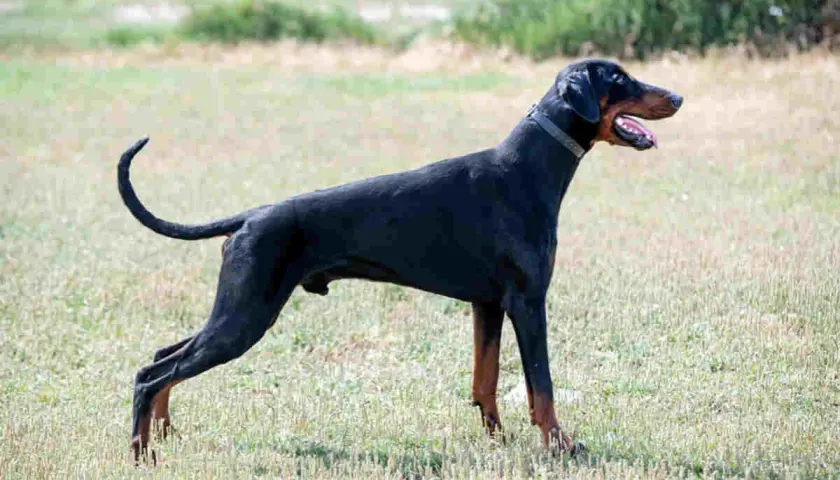 Czarny doberman z ogonem stoi na trawie, dysząc z otwartym pyskiem.
