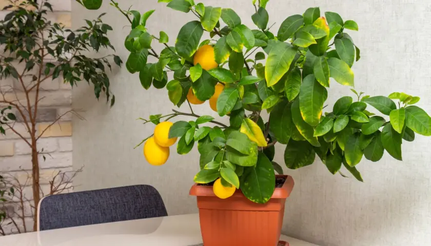 Un citronnier en pot, prêt à être rempoté, avec plusieurs citrons jaunes mûrs.