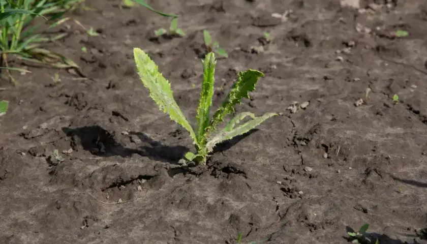 Młoda roślina na polu. Czy to chwast, który zwalcza glifosat? Co to jest glifosat?
