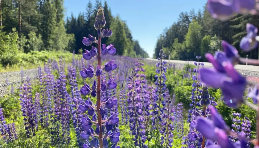 En fält av lila lupiner, även kända som kaukasiskt fetblad, längs en väg kantad av skog.