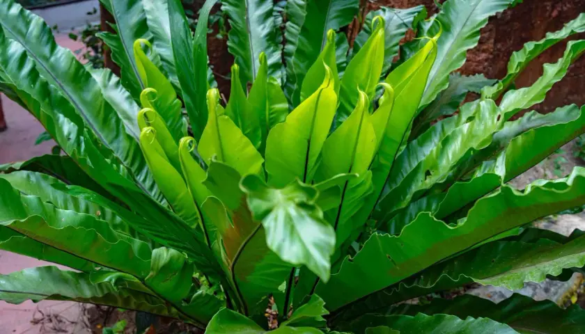 Kępa soczystych, zielonych liści paproci Asplenium Parvati, z których niektóre zwijają się w spiralę, tworząc piękny, naturalny wzór.